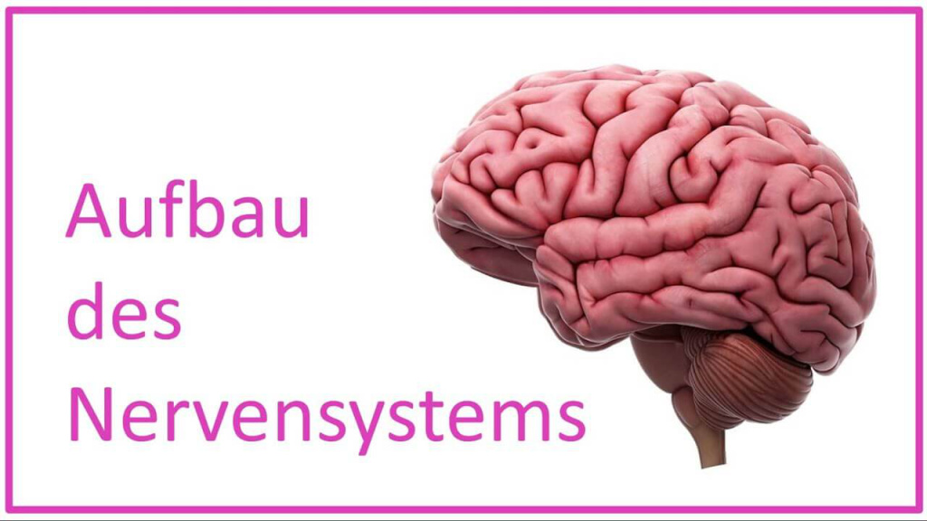 Aufbau des Nervensystems visualisiert durch ein Gehirnmodell. Neurologie in Salzburg.